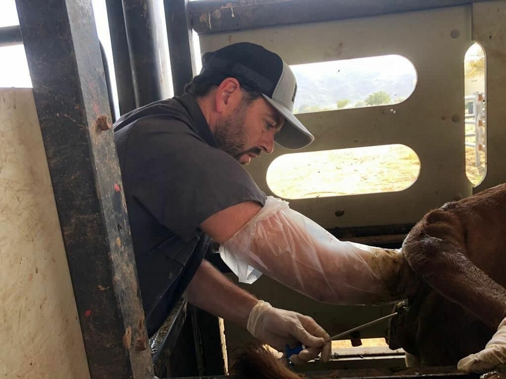 Un argentino busca lograr el mejor vacuno para los Emiratos Árabes y rescatar su raza originaria