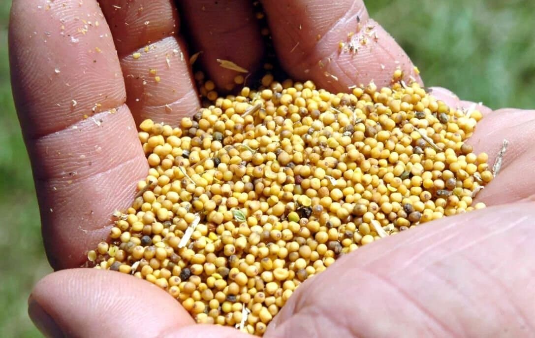 Carinata: a pesar de la seca y las heladas, rindió 18 quintales en Antelo, Entre Ríos