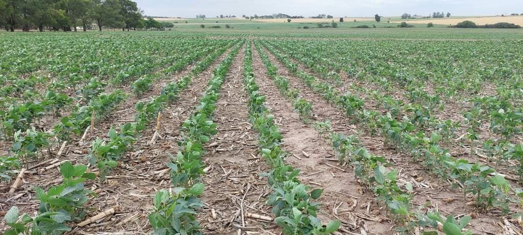 Alerta roja en soja: el 49% de la oleaginosa está entre regular y mala