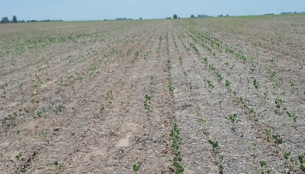 “Necesitamos previsibilidad en años de sequía”. El enojo de un dirigente agropecuario