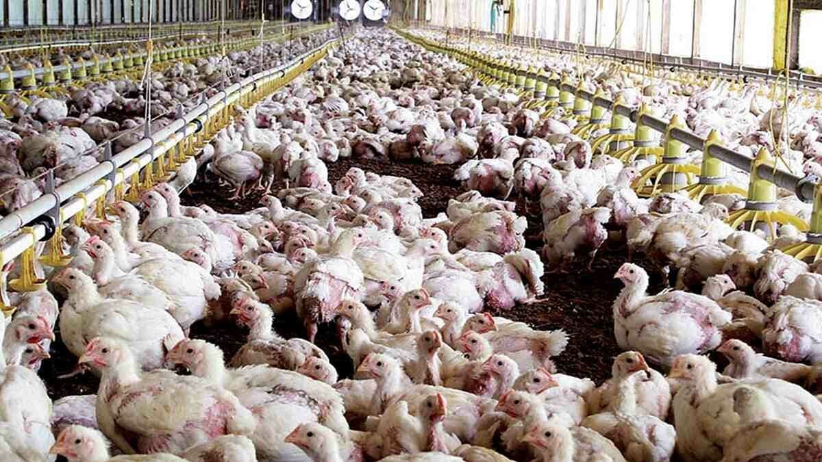 Países Bajos sacrificó 300.000 pollos por un brote de gripe aviar altamente contagiosa