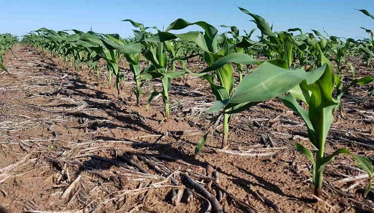 Zona núcleo: los tips claves para sembrar maíz muy tardío