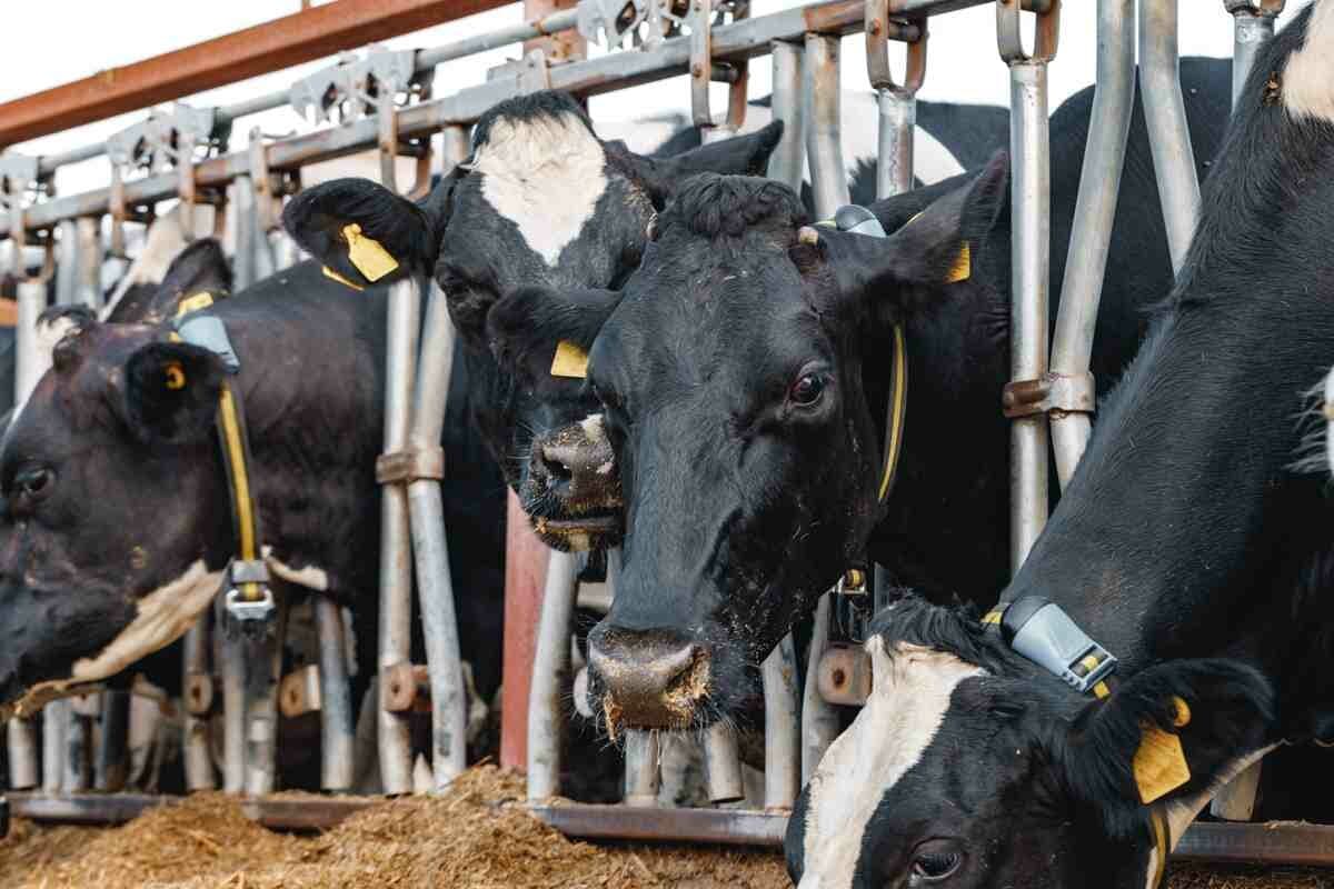 Recalculando: silaje de sojas que no serán granos