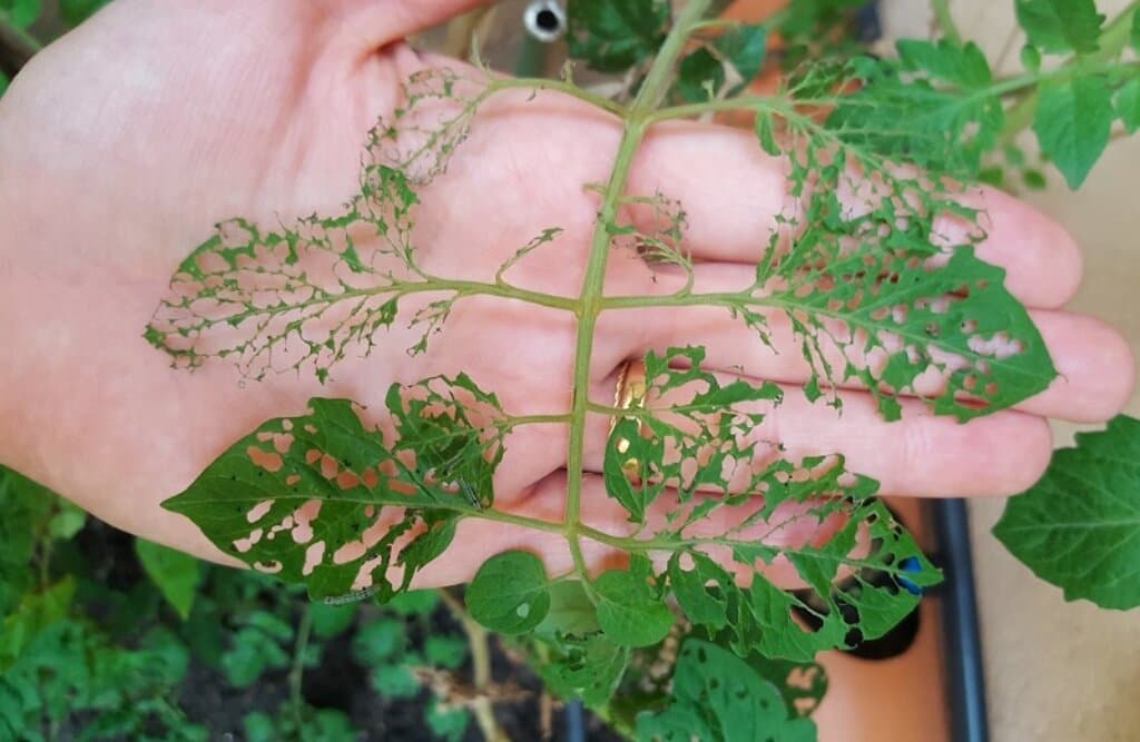 Biopreparados en la huerta: aliados naturales para controlar insectos y enfermedades