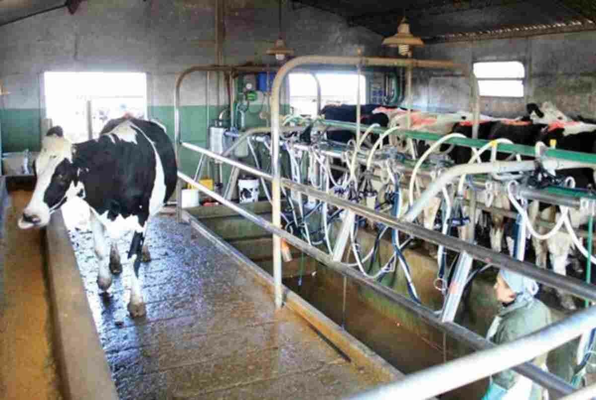 Precio de la leche: presuntos aumentos y presiones del Gobierno