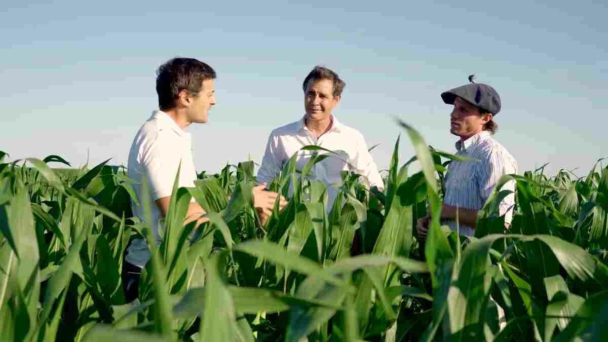 Desde Gualeguay, el maíz crece gracias a un servicio de agricultura de precisión en nutrición