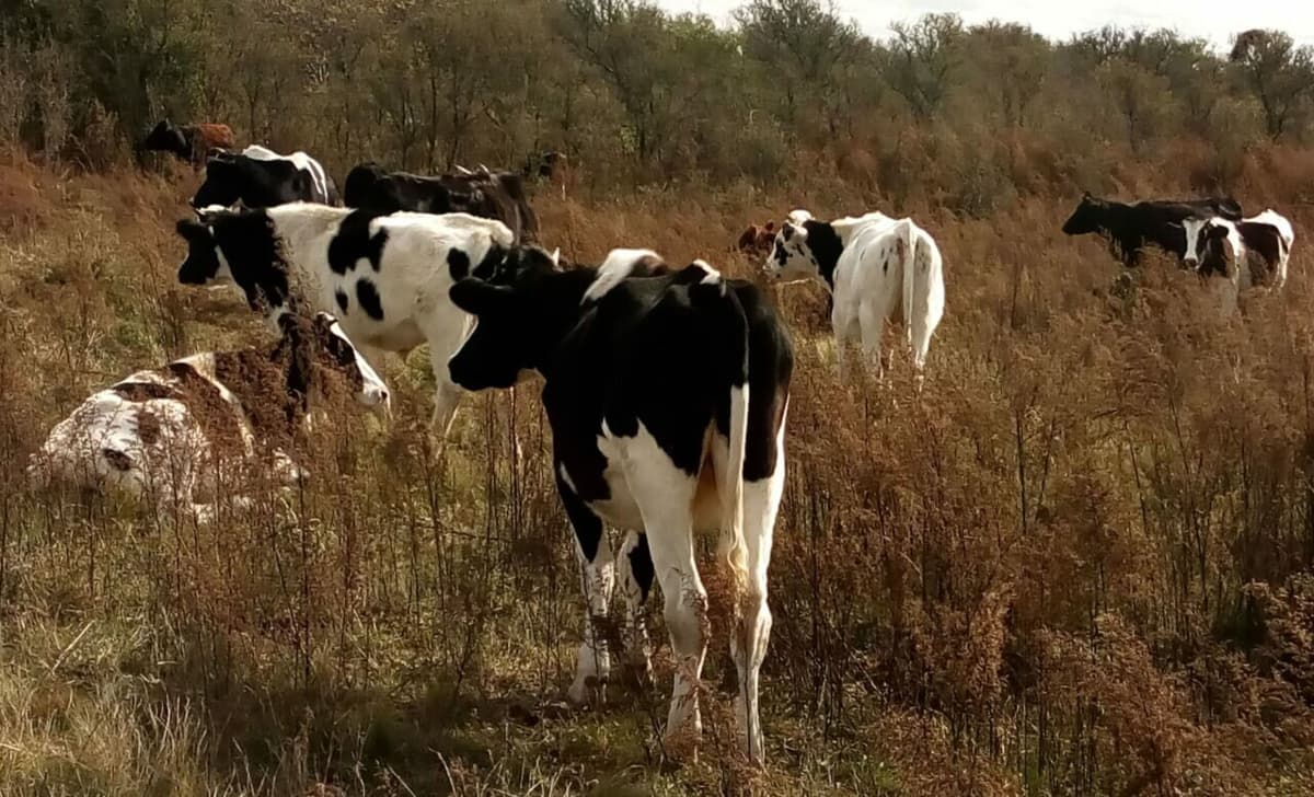 Tamberos entrerrianos protestarán en la ruta y regalarán leche