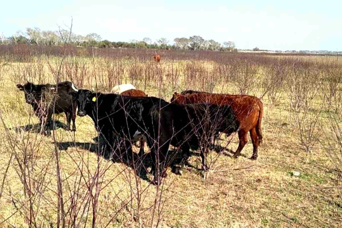 El Banco Central anunció medidas para productores en Emergencia Agropecuaria