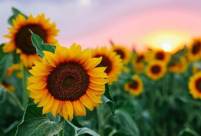 El ganador del Primer lote de girasol cosecha 2022/23, llegó desde Hermoso Campo, Chaco