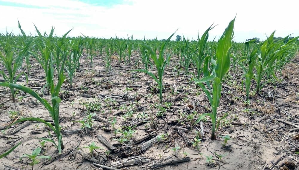 Sequía: “El Gobierno debe ofrecer herramientas de ayuda a los productores”, dicen en Pergamino