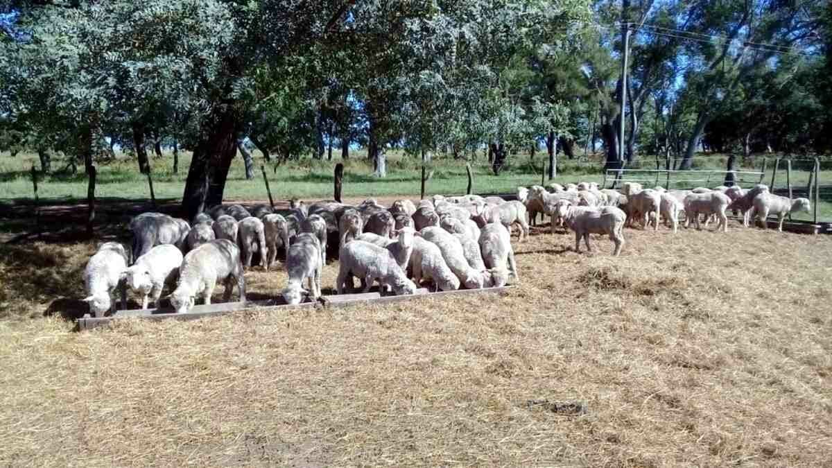 Una alternativa generada por el INTA para el control de parasitosis gastrointestinales en ovinos