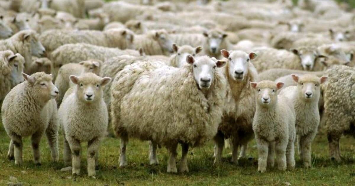 Pampinta: la raza ovina pampeana ofrece cordero trozado en Santa Rosa