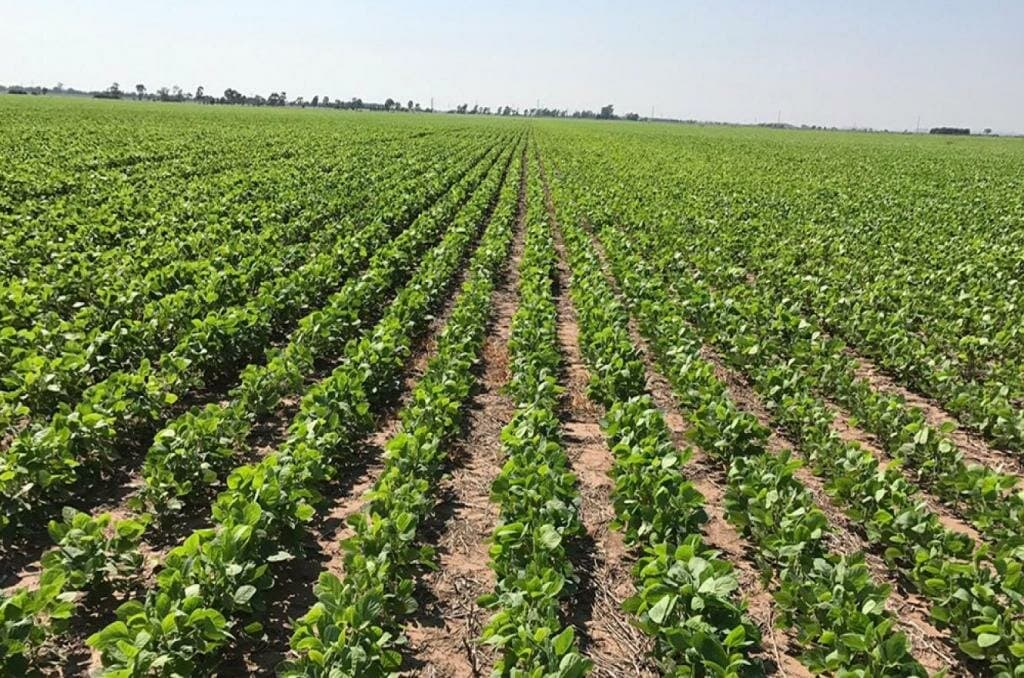 Tras las lluvias la soja de primera mejora según la Bolsa de Comercio de Rosario
