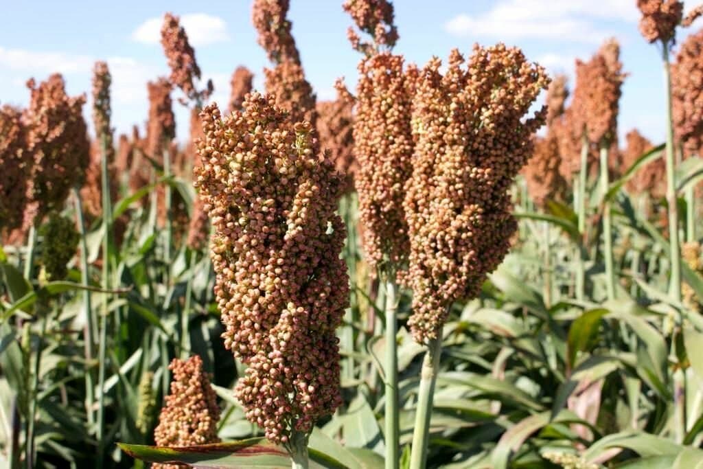 La siembra de sorgo afronta un escenario complejo en Entre Ríos