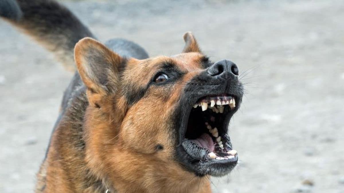Los atacó su perro y terminaron en el Hospital 