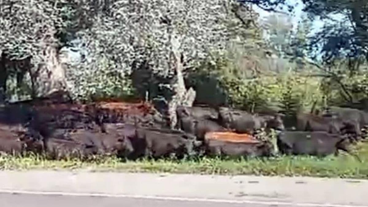 Animales muertos luego del vuelco de un camión en la zona de barrio Viajantes