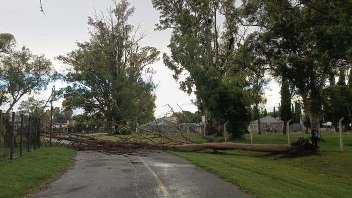 Cayó un árbol en la zona del anillo aeróbico del Parque Municipal