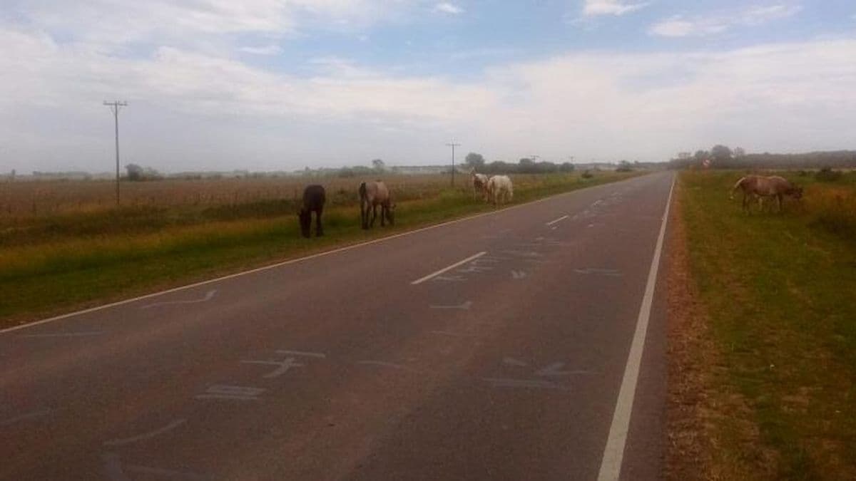 Animales sueltos: Municipio, corredores viales y concejales reunidos por problema  