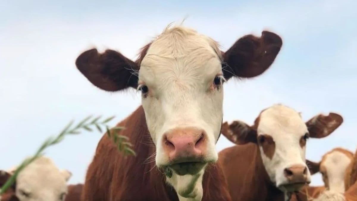 La faena bovina cerró 2025 en baja, aunque diciembre mostró una leve recuperación