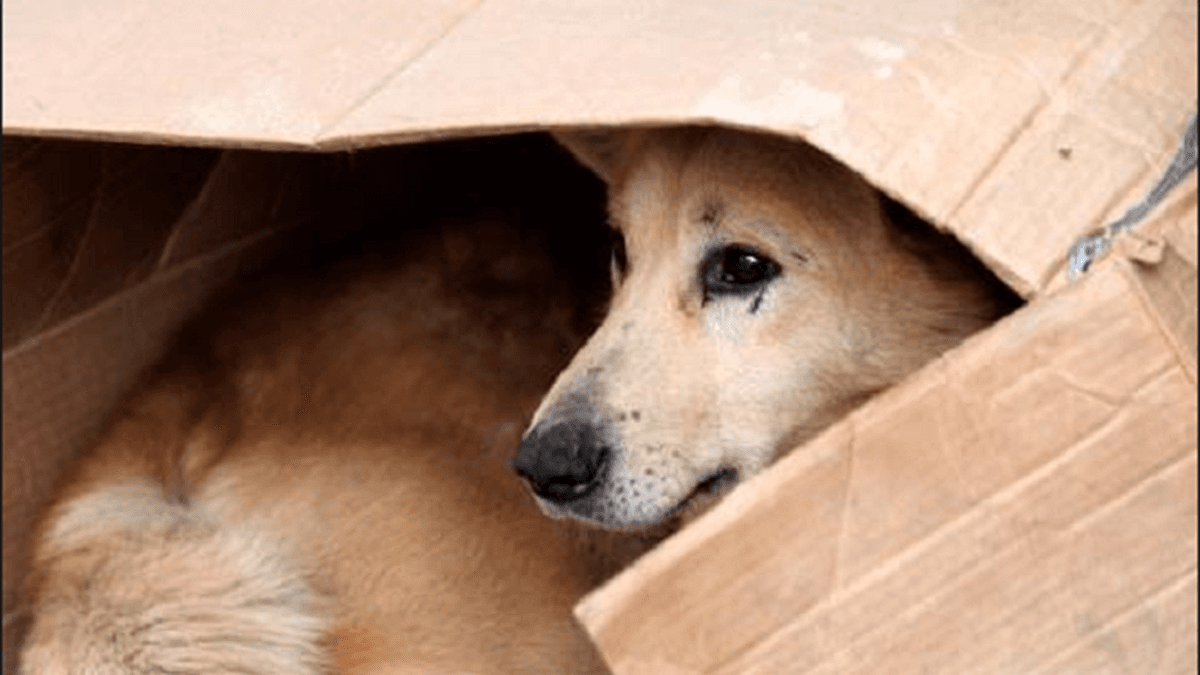 Piden conciencia ante la ola de frío en San Pedro: fuerte reclamo por animales callejeros