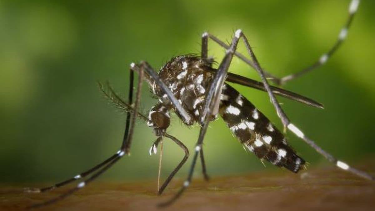 Chikungunya en Argentina: crecen los casos, se confirmó la primera muerte y se intensifica la vigilancia