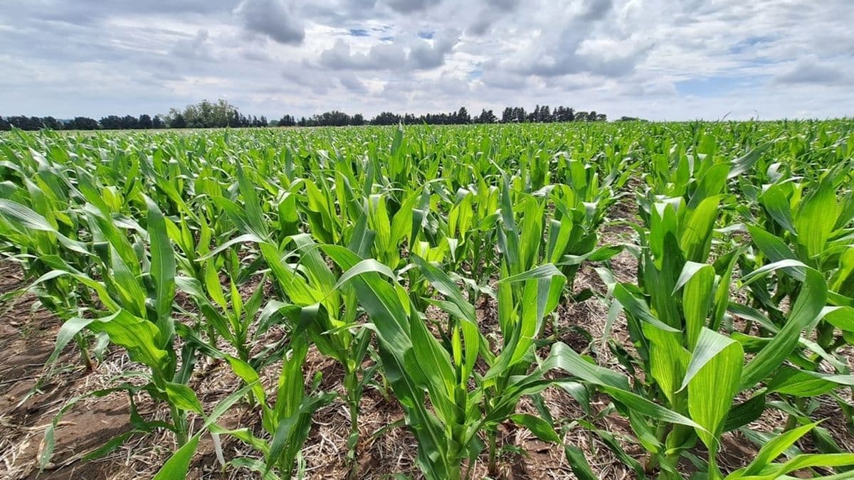 Las lluvias no aflojan y el agro respira: "La Niña" se perfila "débil" y de corta duración