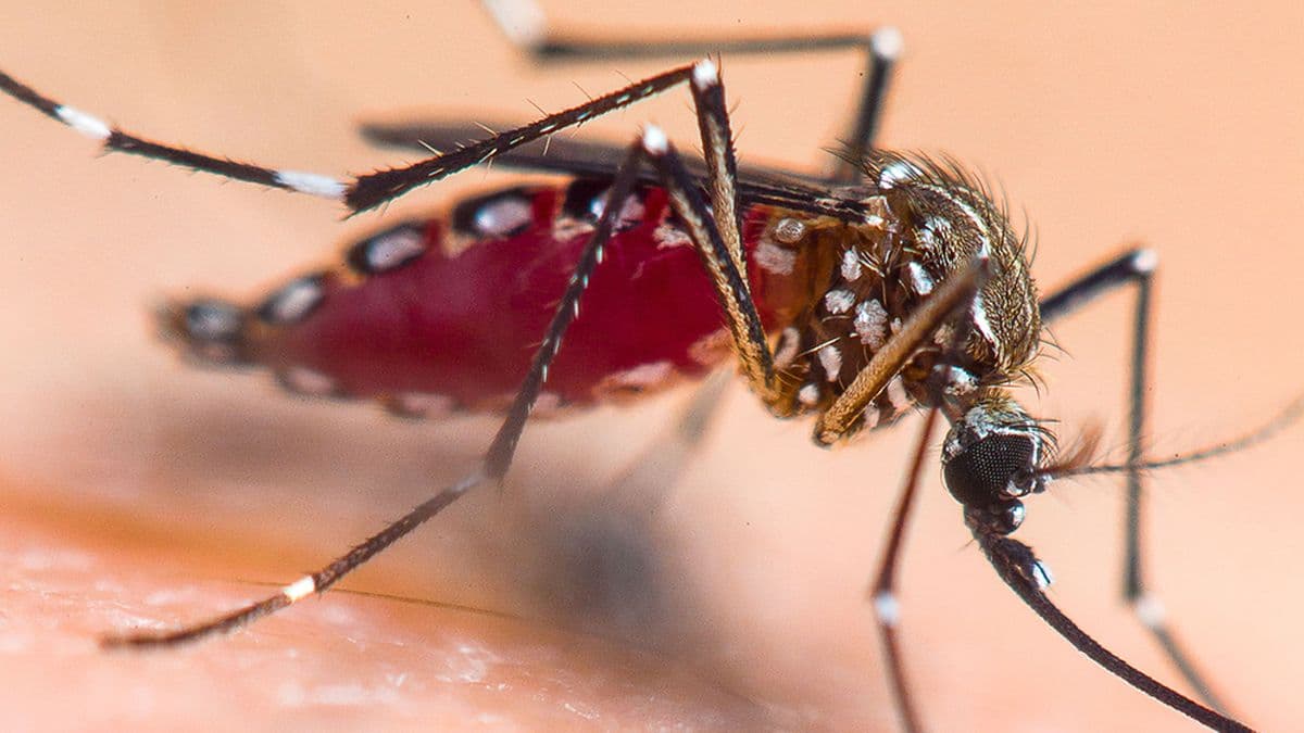 Dengue: vigilancia activa en Pergamino y prevención clave ante la llegada del verano