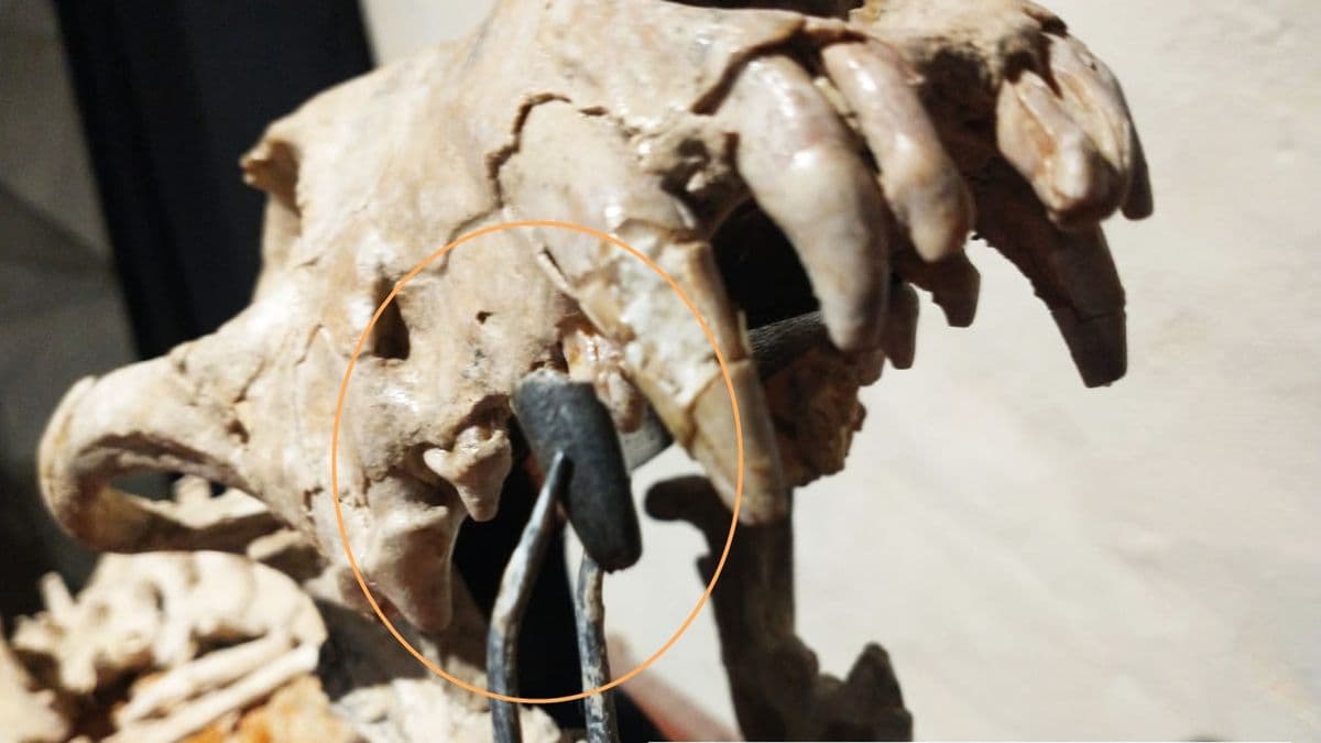 Hallan fósil de cánido gigante en San Pedro que vivió hace 200.000 años