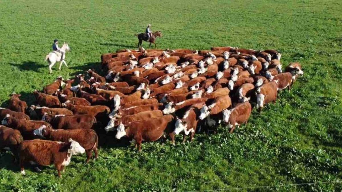 La ganadería, el gran negocio del año con fuerte impacto en la zona núcleo