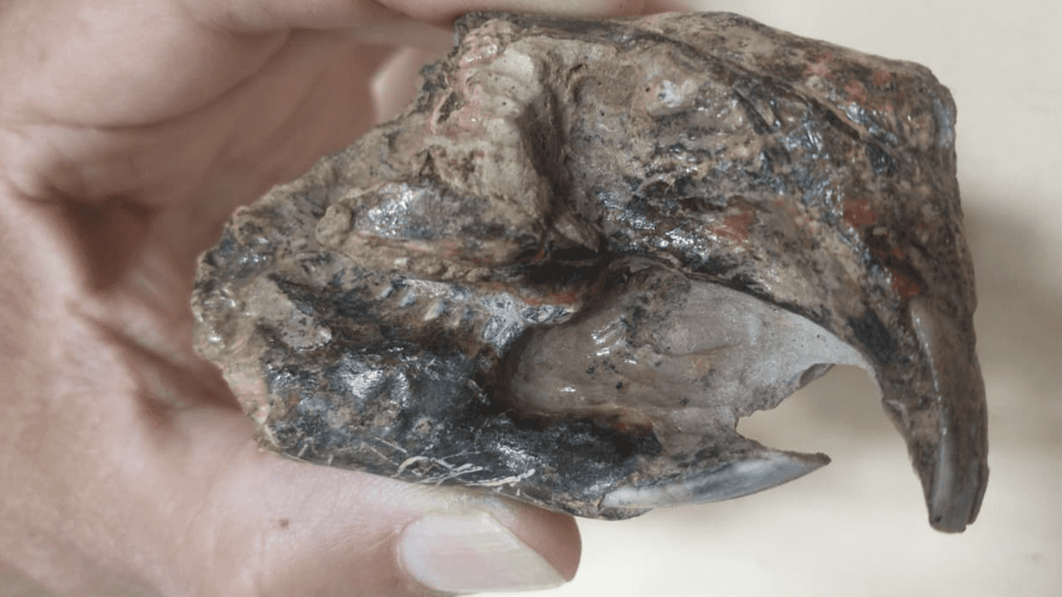Recuperan en San Pedro un cráneo fósil de más de 700.000 años