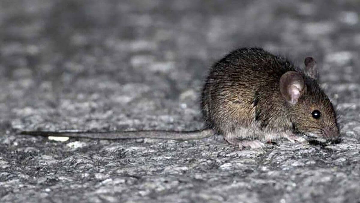 Provincia confirma un caso de hantavirus en San Nicolás y alerta sanitaria crece