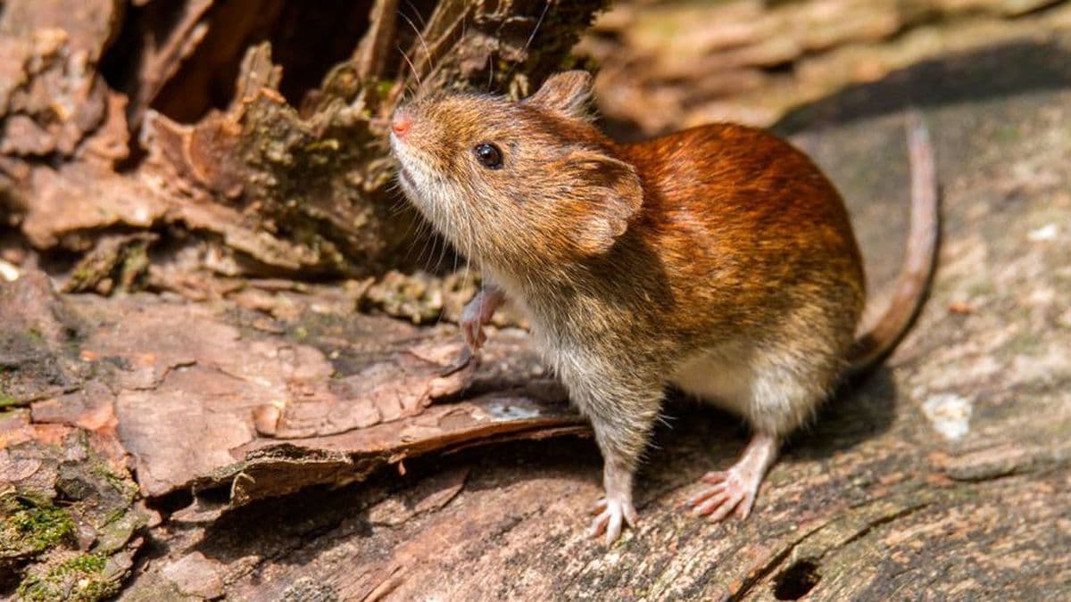 Baliela llevó tranquilidad: "Baradero no registra hoy ningún caso de hantavirus"