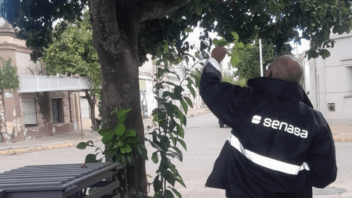 SENASA refuerza controles en San Pedro tras detectar el insecto que transmite la enfermedad del HLB