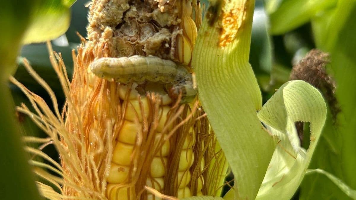 Maices Bt: otra alerta de Aapresid sobre la presencia de lepidópteros