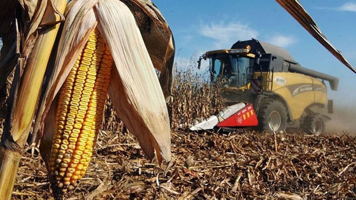 Maíz récord: la cosecha marcará un cambio de era