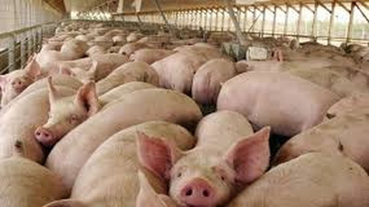 El semáforo de las economías regionales pone en alerta a la producción porcina