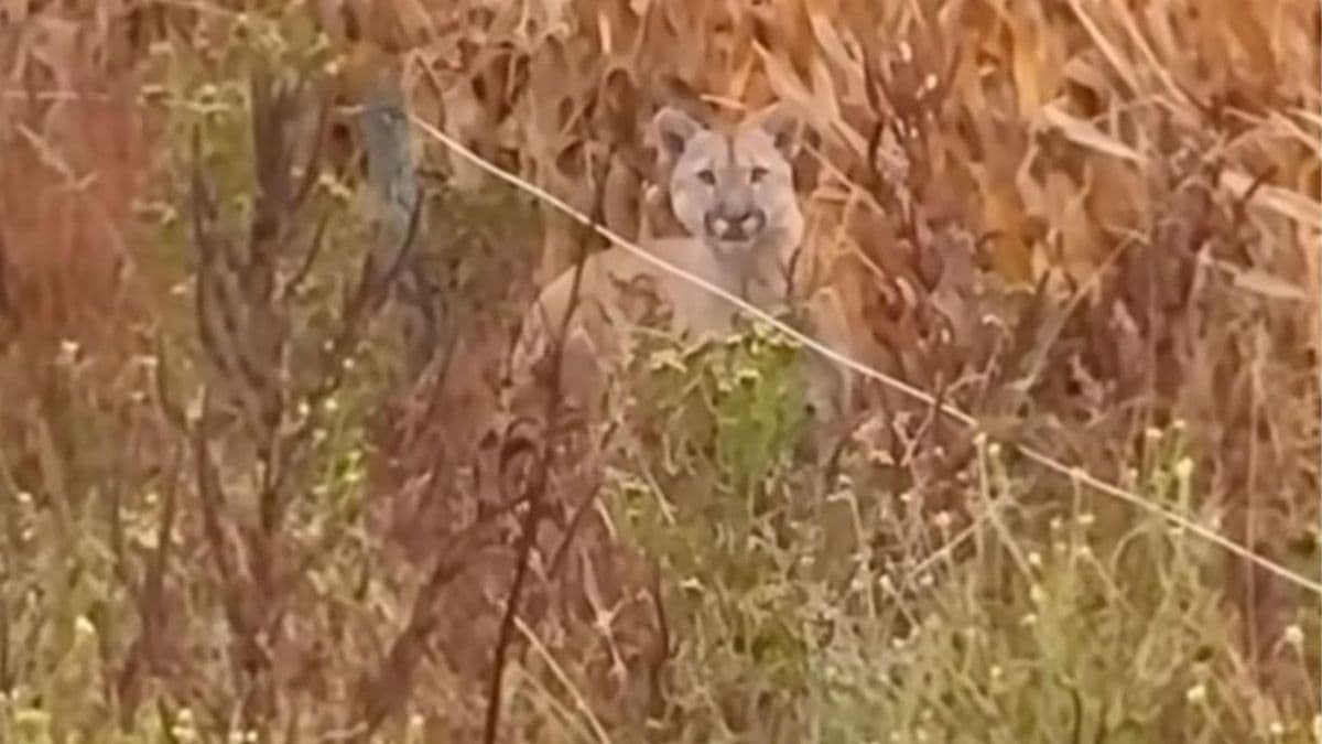 Santa Lucía: un productor se cruzó con un puma; crece la preocupación por ataques al ganado