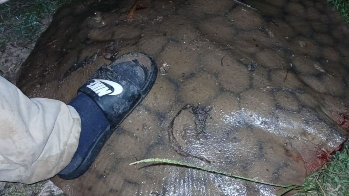 San Pedro: Rayas de agua dulce, así son los ejemplares que se pescan en el Paraná