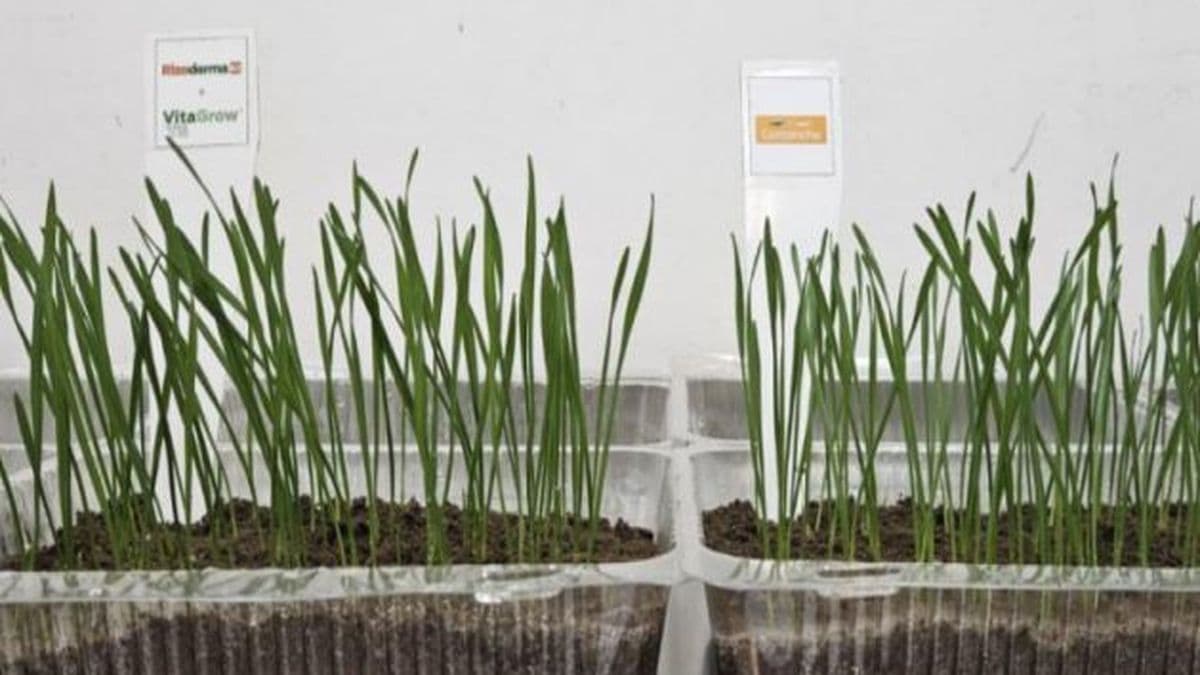 Cosecha récord de trigo: el desafío ahora es la calidad de las semillas