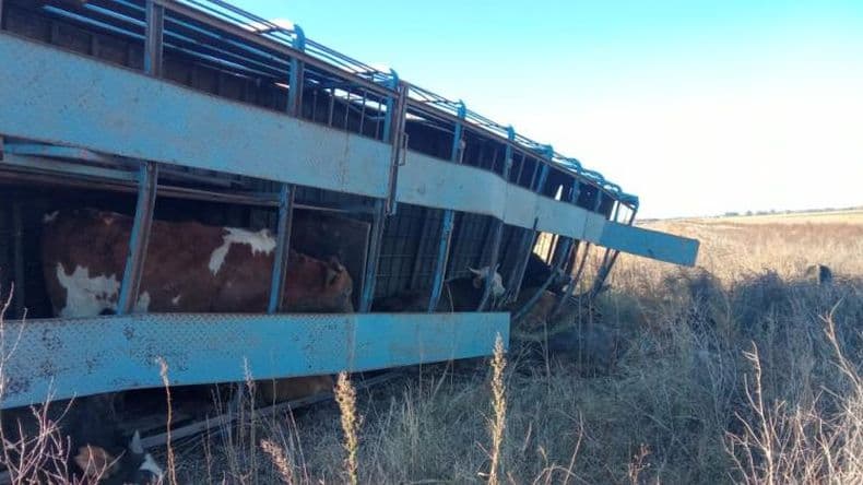 Un camioacuten cargado con ganado bovino volcoacute en la Autopista