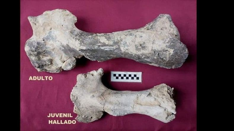 San Pedro- hallaron parte del brazo fosilizado de un joven Lestodonte
