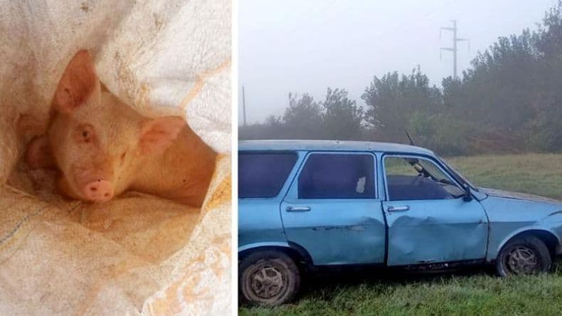 Estaban robando un cerdo, los descubrieron y aprehendieron