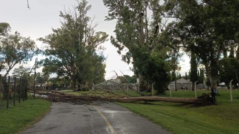 Cayó un árbol en la zona del anillo aeróbico del Parque Municipal