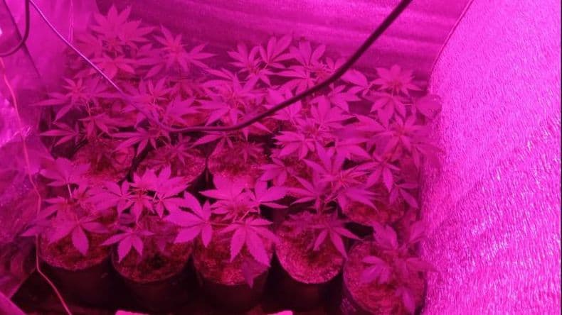 Aprehendieron a dos personas por tener 60 plantas de marihuana en la casa