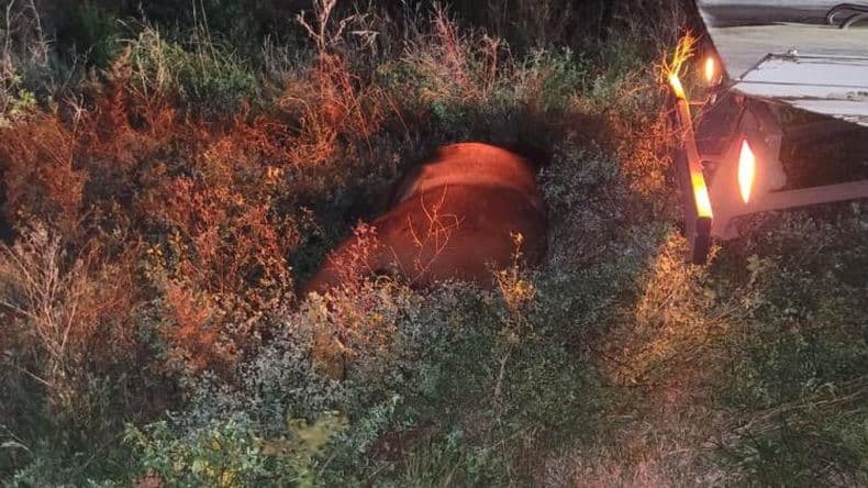 Caballo suelto provocoacute un siniestro vial en la autopista