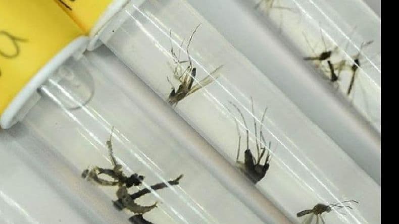 Calor mosquitos y alacranes una combinacioacuten peligrosa para la gente