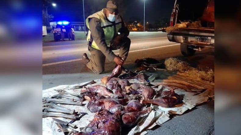 Gendarmeriacutea Nacional Pergamino detuvo a unos cazadores con carne de ntildea