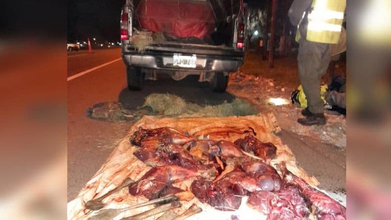 Gendarmeriacutea Nacional Pergamino detuvo a unos cazadores con carne de ntildea