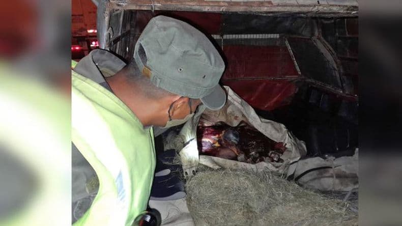 Gendarmeriacutea Nacional Pergamino detuvo a unos cazadores con carne de ntildea