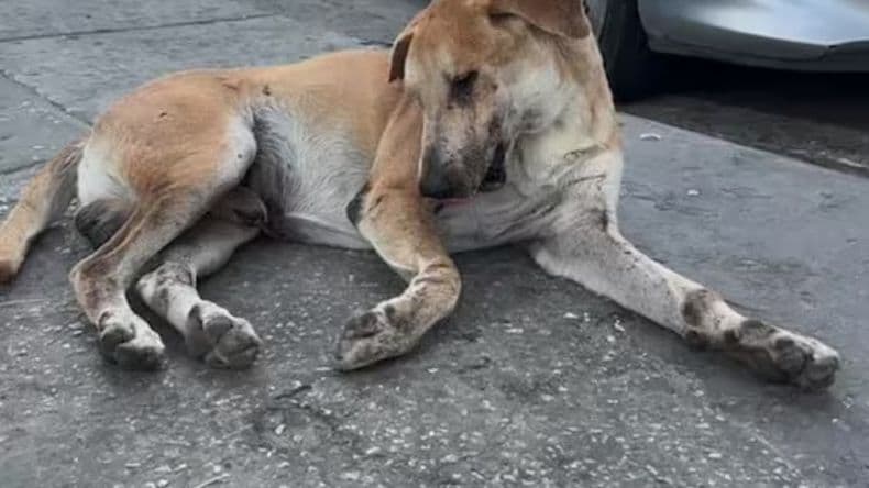 Cruce violento entre vecinos por un perro atropellado en Pergamino